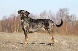 CATAHOULA 033